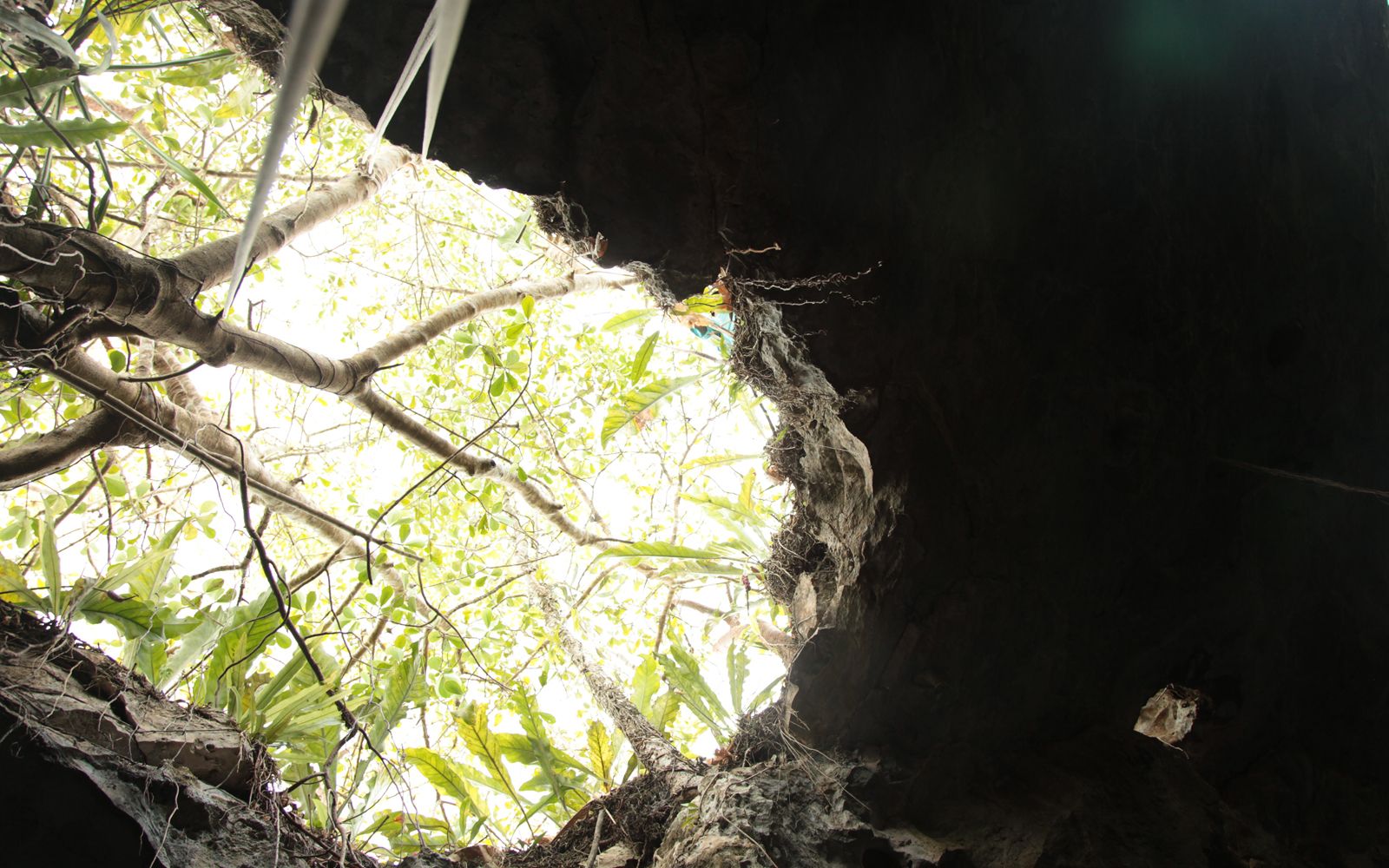 Cenote 04