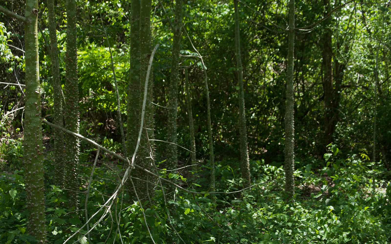 Cenote 18