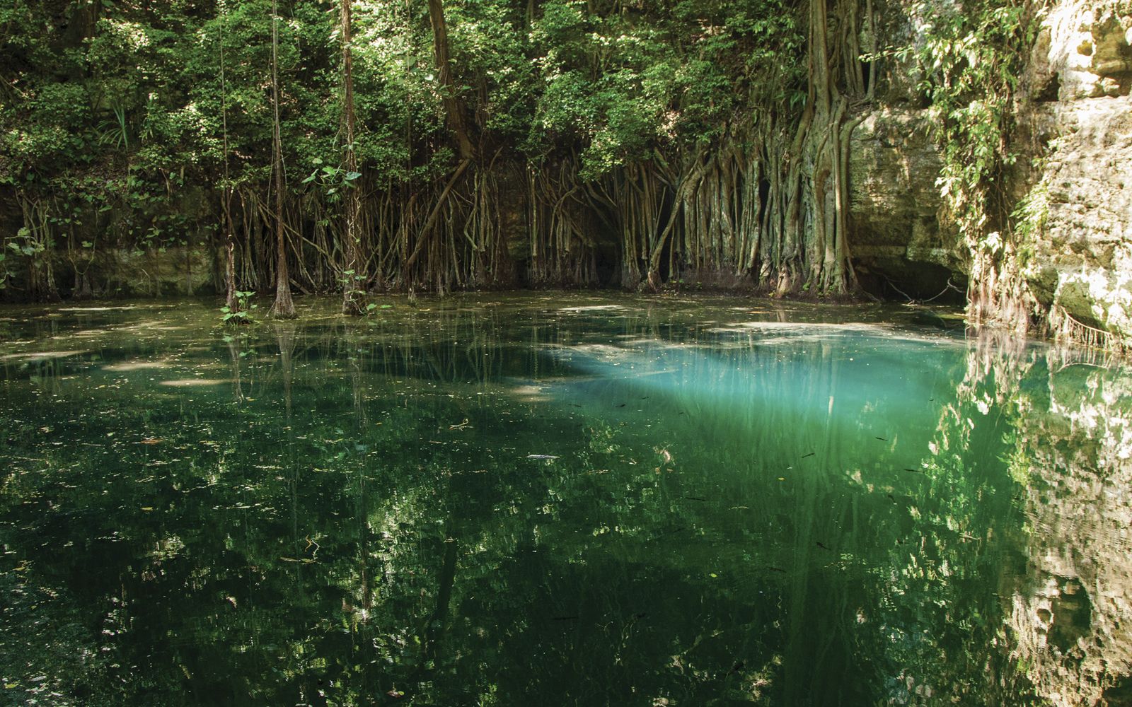 Cenote 20